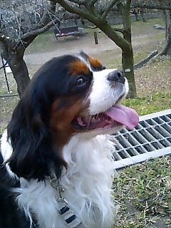 看板犬コジモ