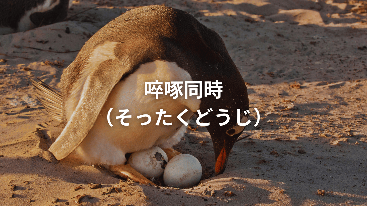 啐啄同時（そったくどうじ）