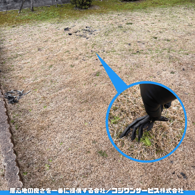 庭に鳥の死骸が散乱