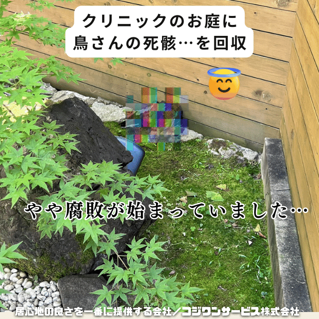 鳥の死骸回収 鳥の死骸回収