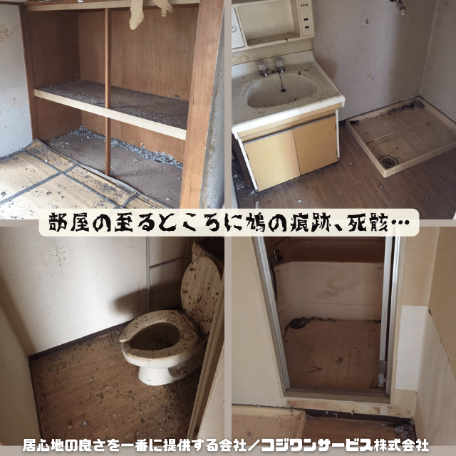 長期空室の室内が鳩糞で汚損