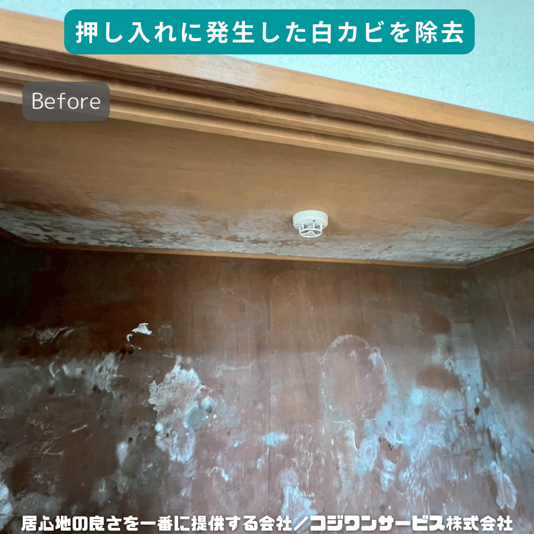 押し入れに発生した白カビ