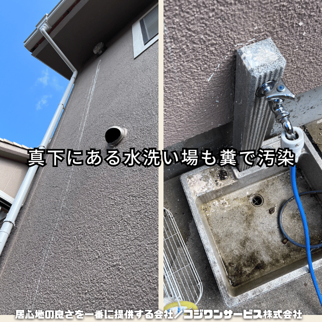 外壁洗浄