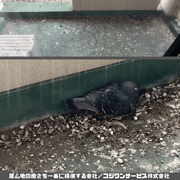 京都市伏見区の学生寮ベランダ鳩糞